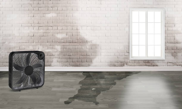 Best Mold removal after water damage  in Davenport, FL